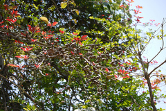 Terminalia bellirica